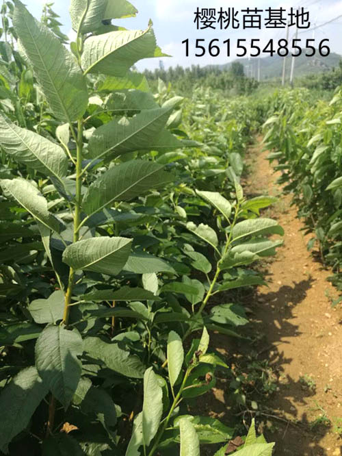 吉塞拉樱桃树苗圃生长情况