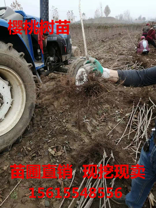 奇早樱桃苗品种介绍